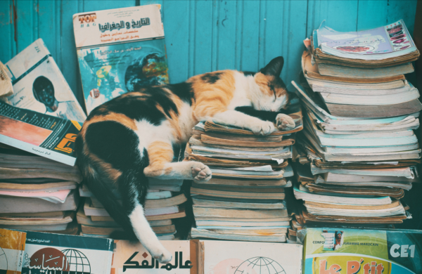 кот спит на книгах